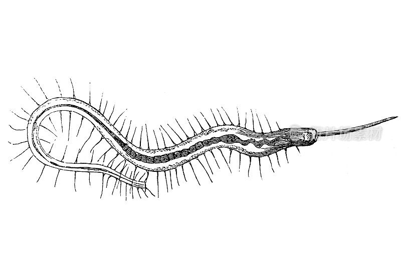 鬃毛虫(Nais proboscidea)